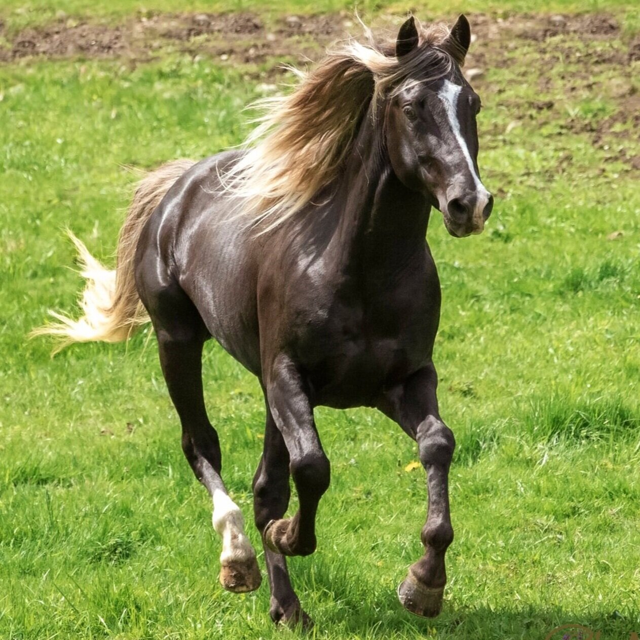 Kentucky Mountain Horses (Mountain Pleasure Horses)